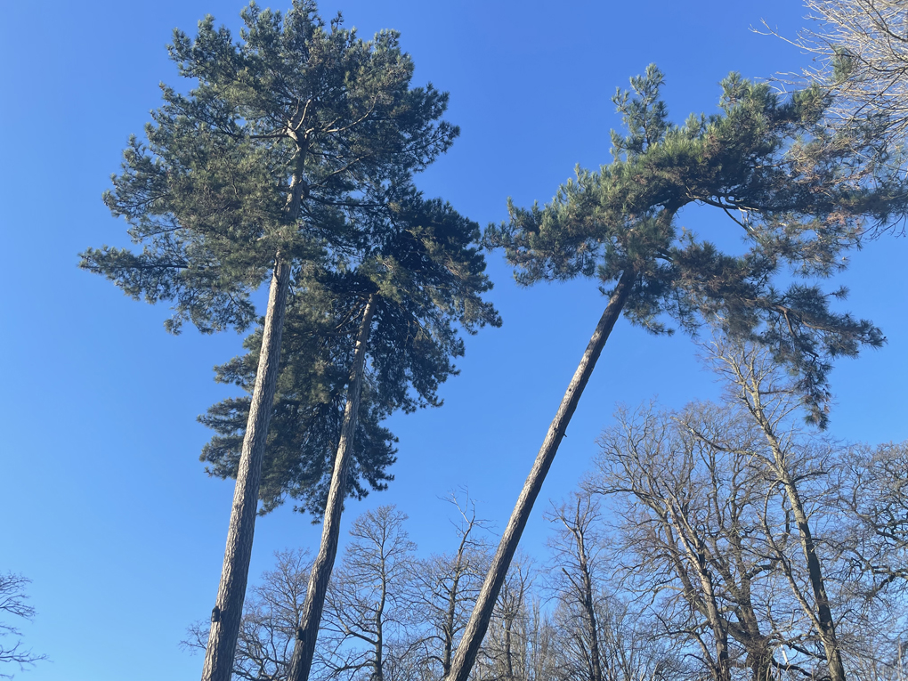 Blue sky with tall trees