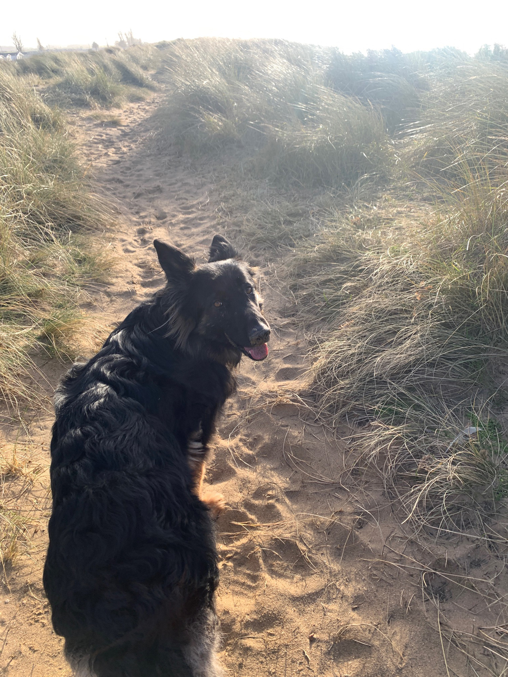 Dog looking backwards while out on a walk