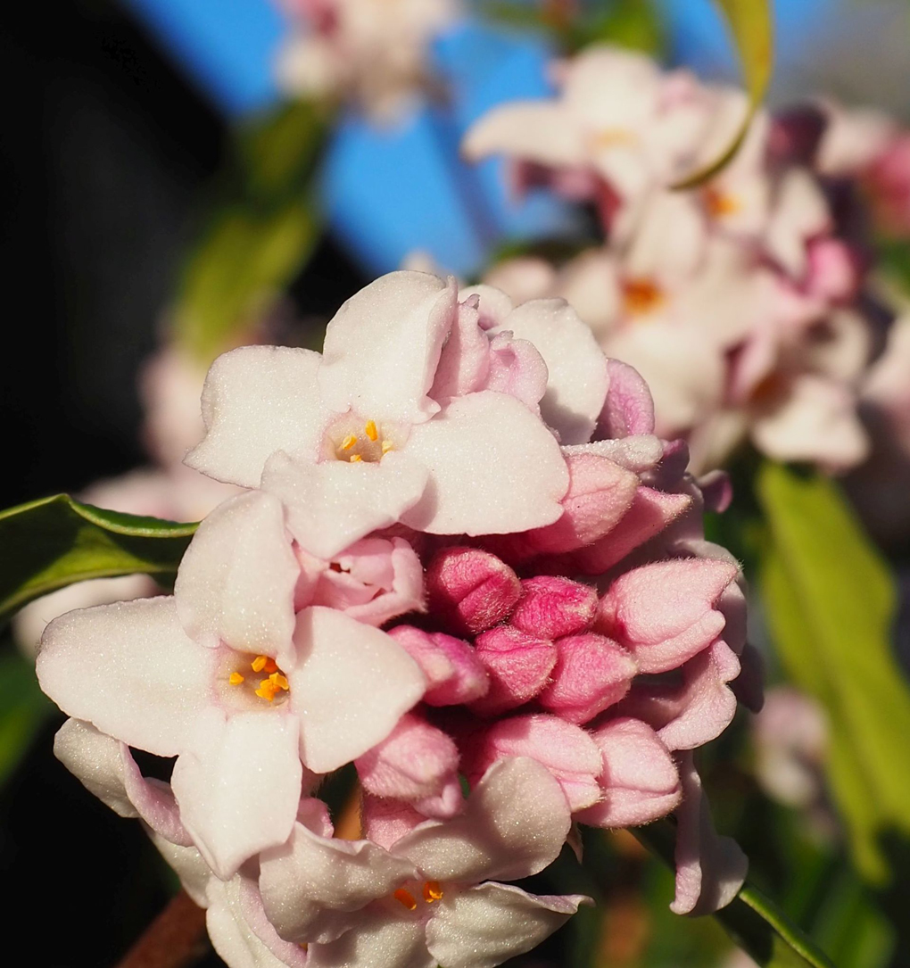 Photo of daphne odora taken on 30 Jan on a clear blue-sky morning