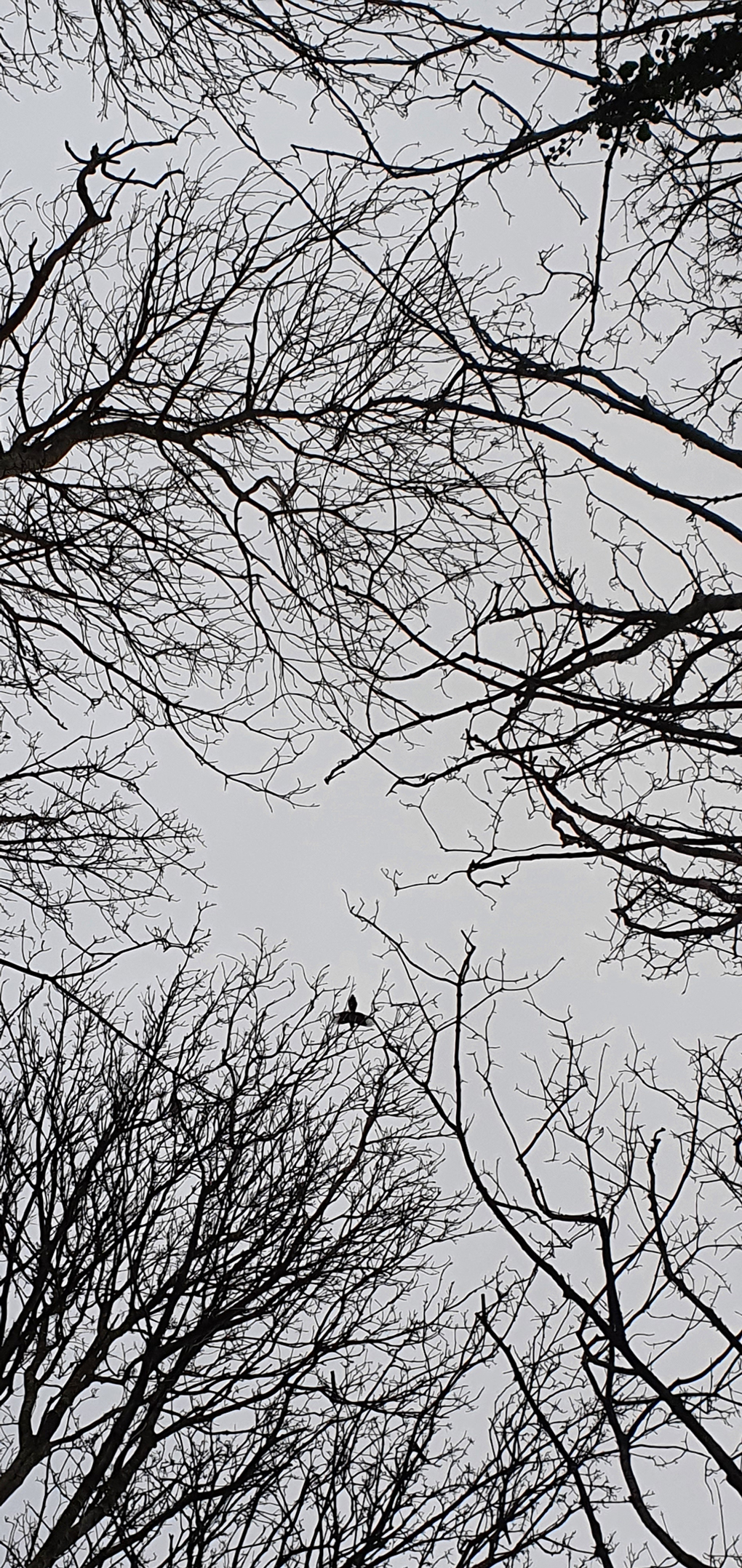 Bare tree branches contrasts against a white sky