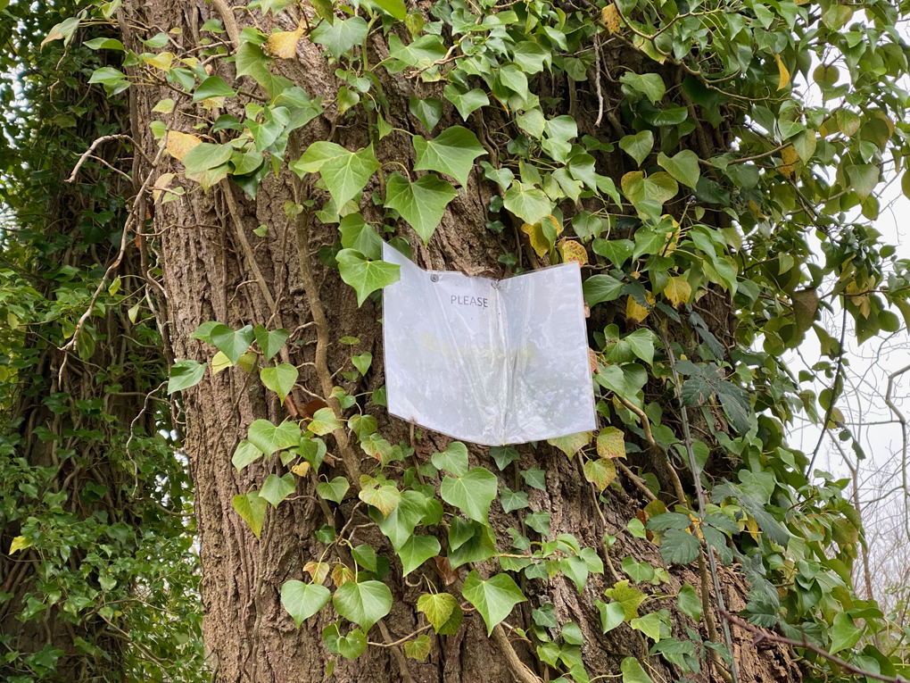 An ivy-covered tree with a laminated paper sign nailed to it. The sign only says 'please' in small letters