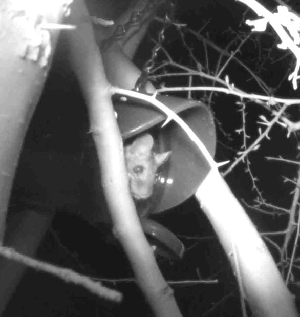 A mouse sits in a jar used for bird feed at night