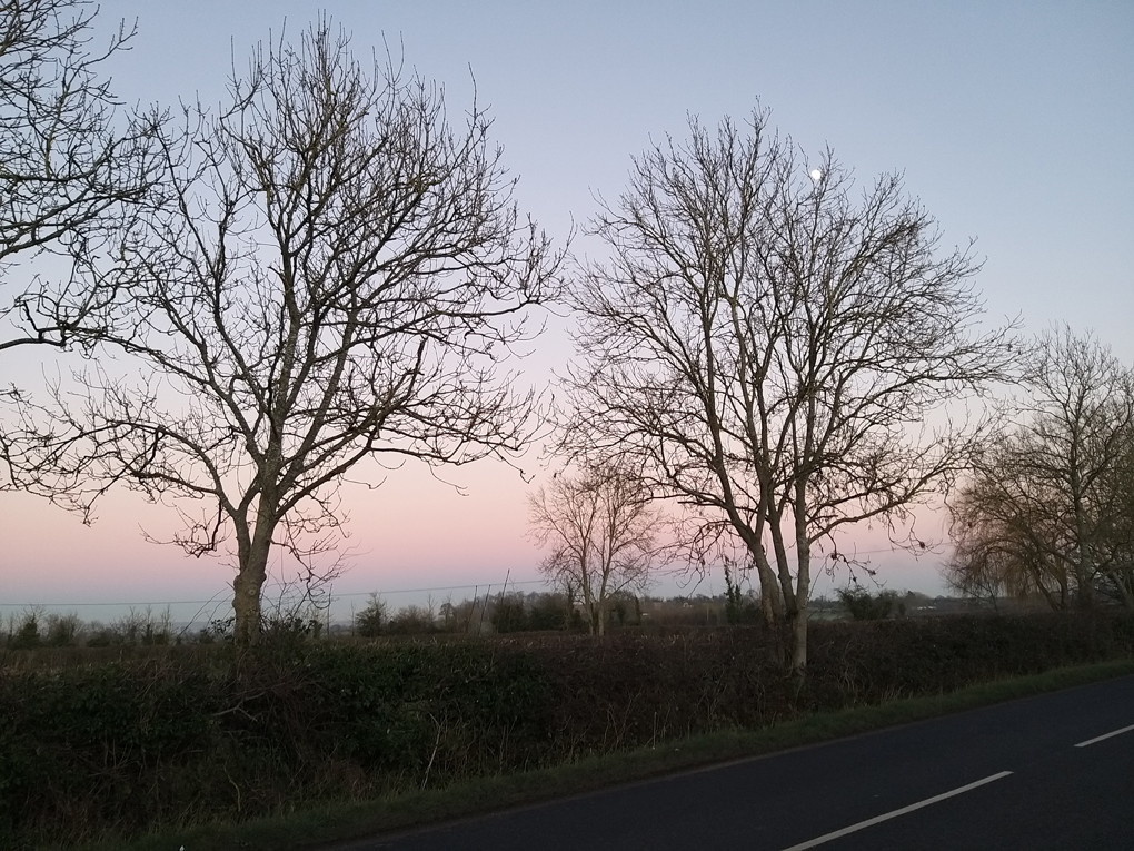 Bare trees with stripes of blue and pink in the sky
