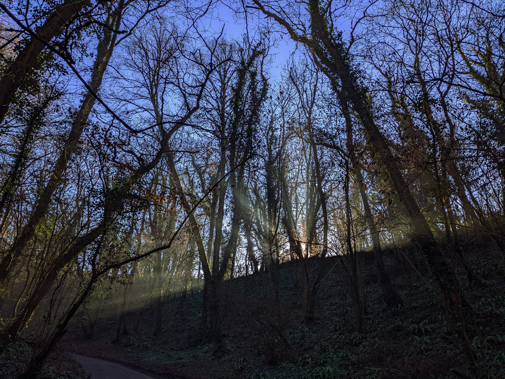 A high-contrast photograph of pale golden sunbeams pushing between dark, wet tree trunks up a densely-covered slope of ivy, shrubs, and rotting leaves