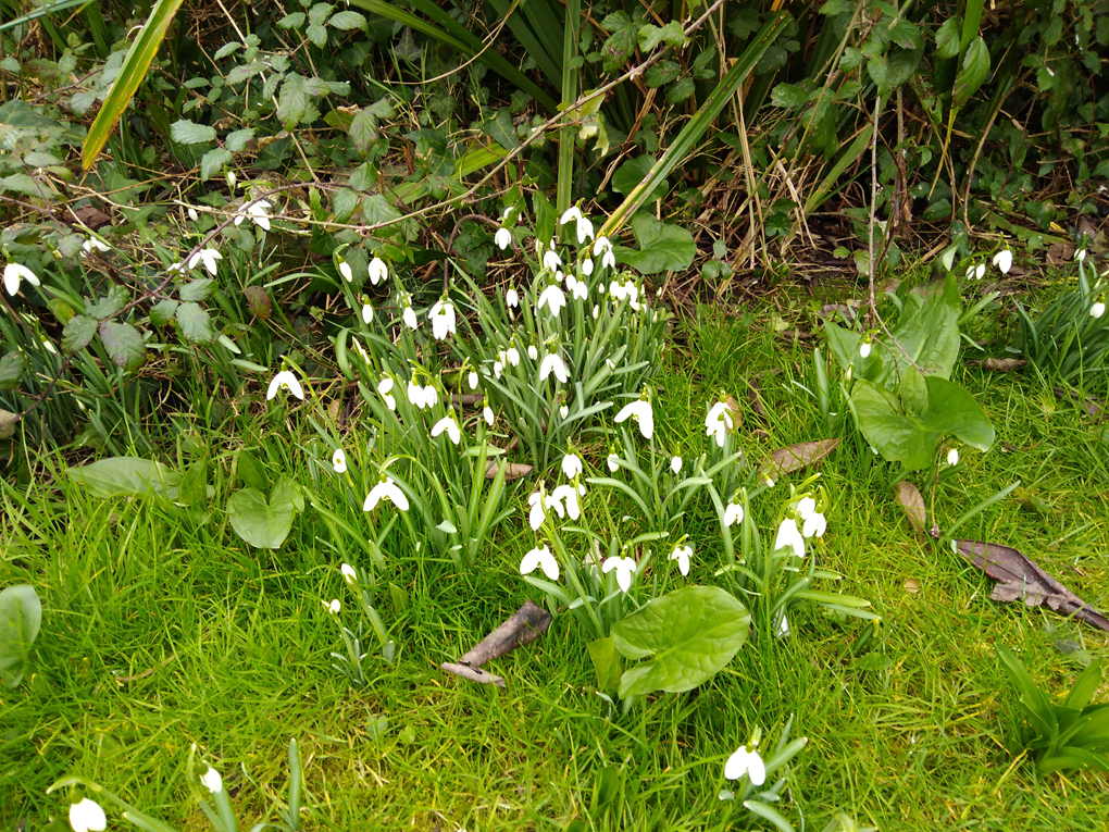 A clump of snowdrops in full bloom in some undergrowth