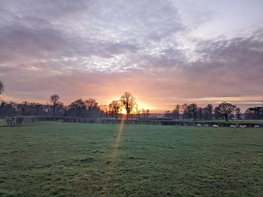 Sunset breaking through the treeline