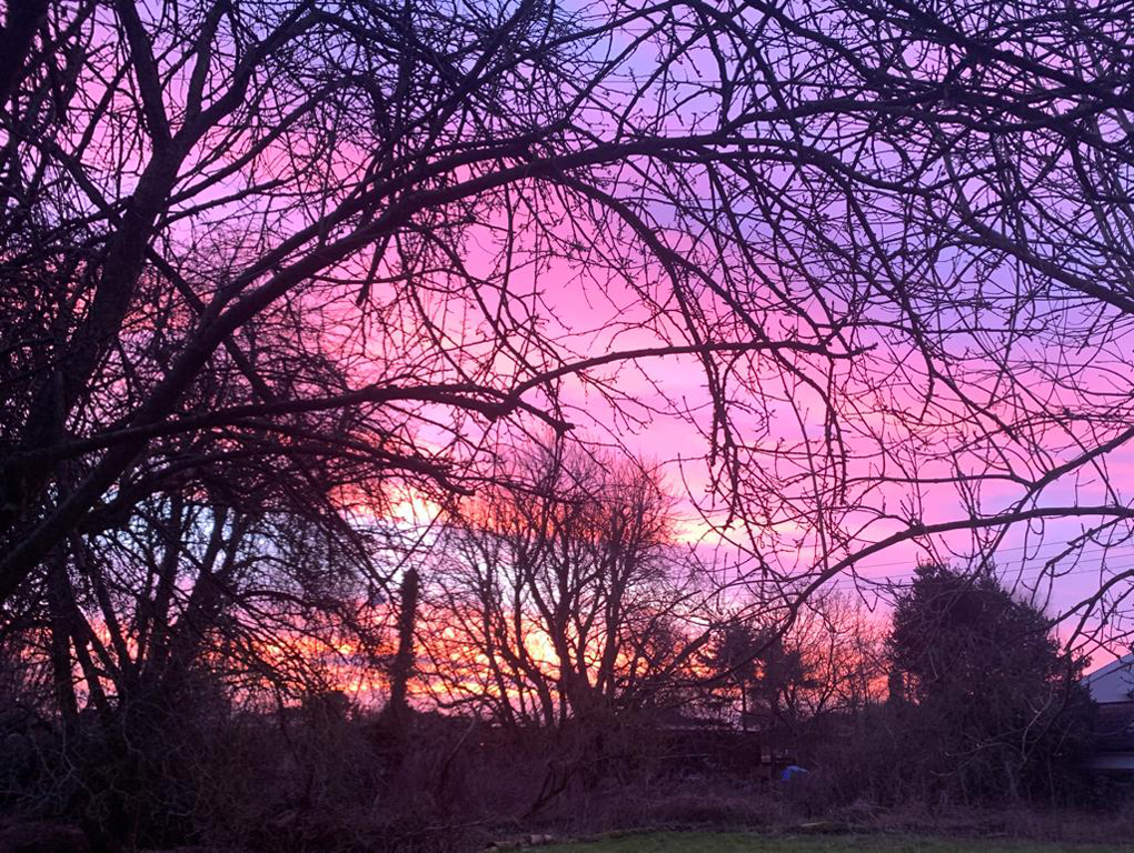 Sun setting, spilling a beautiful pink and purple glow through the trees