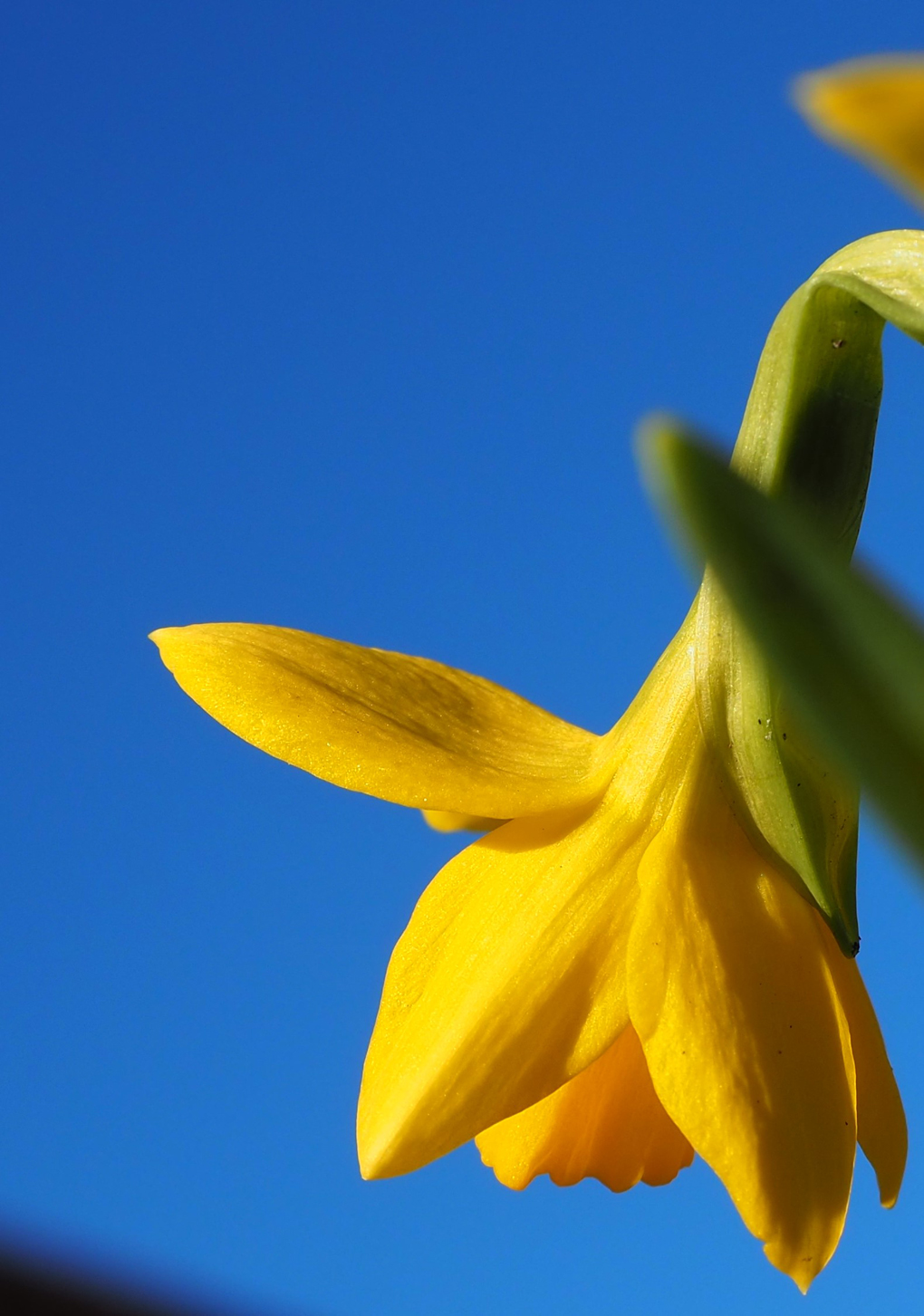 Deep Blue Sky and Yellow Mini Daffodil taken 27-Feb-2022