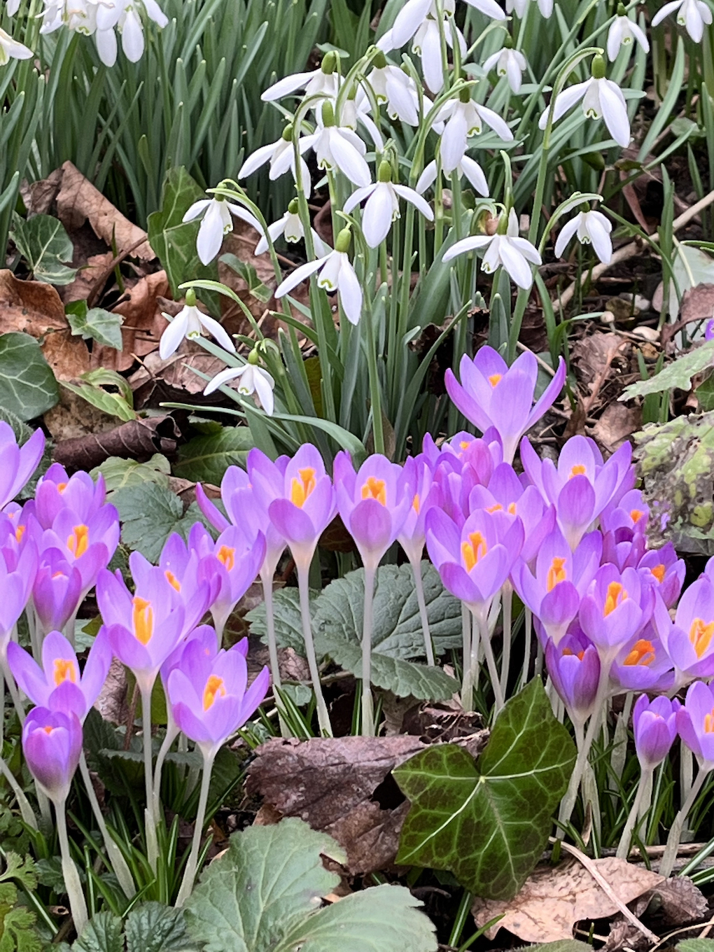 Purple crocuses in front of snowdrops