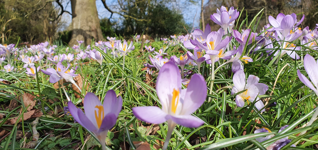 Spring flowers beginning to bloom in a park