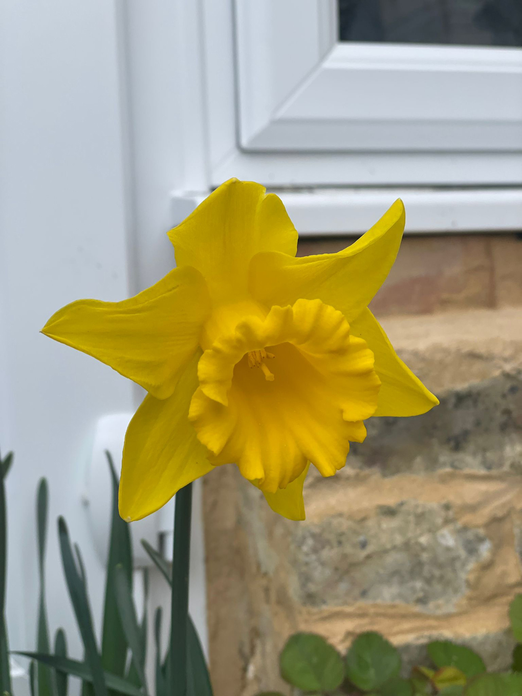 A daffodil