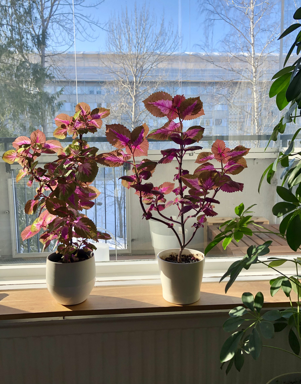 House plants on a window sill
