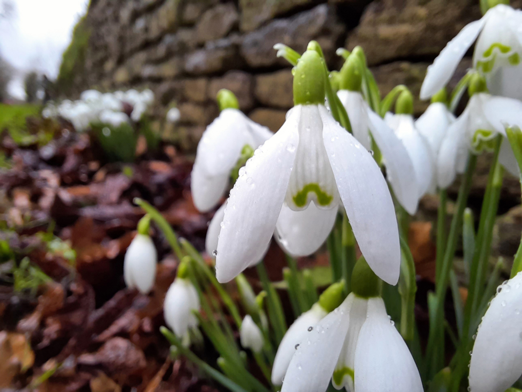 A bunch of white snowdrops in bloom