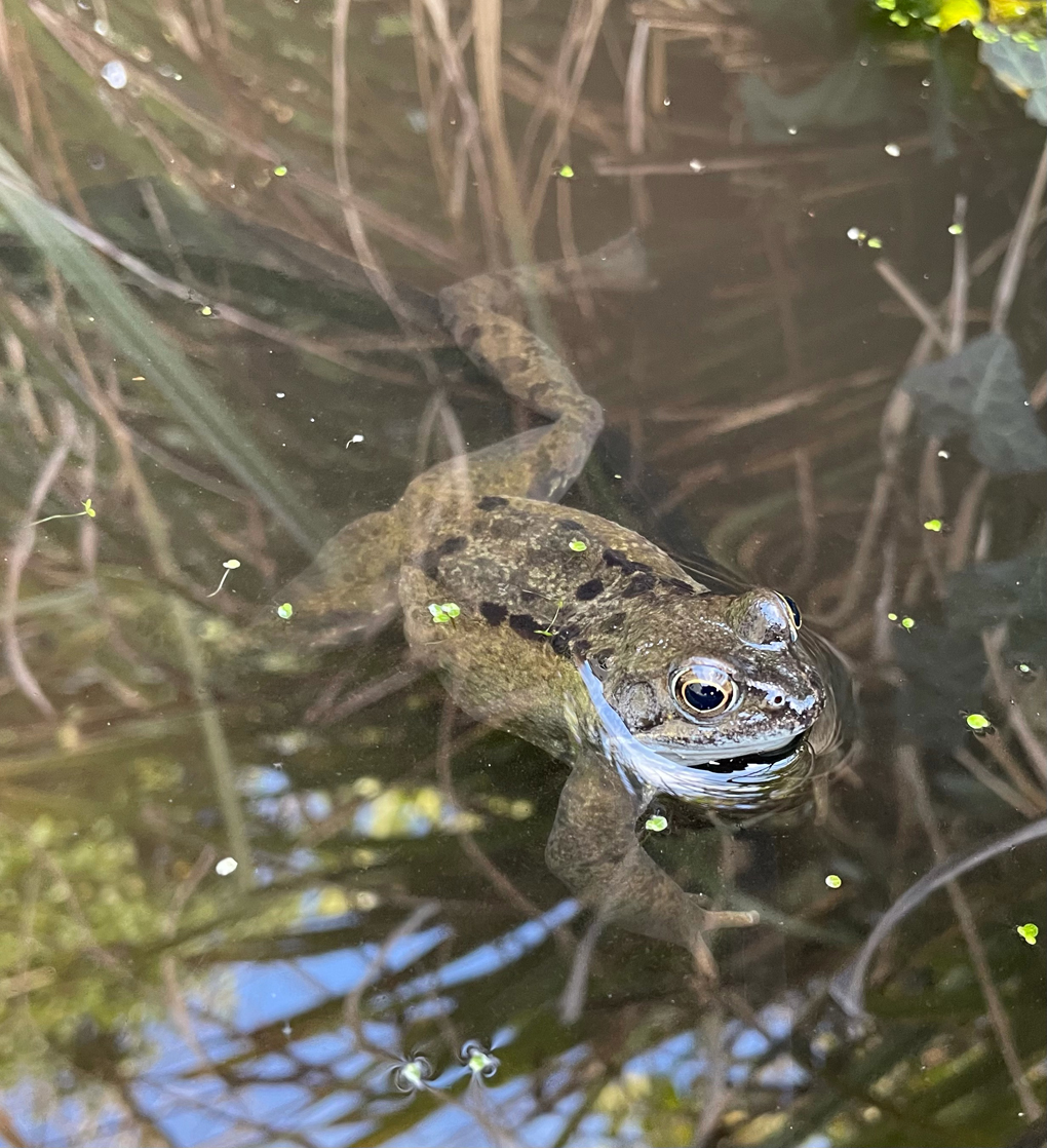 A little brown frog with his head above water
