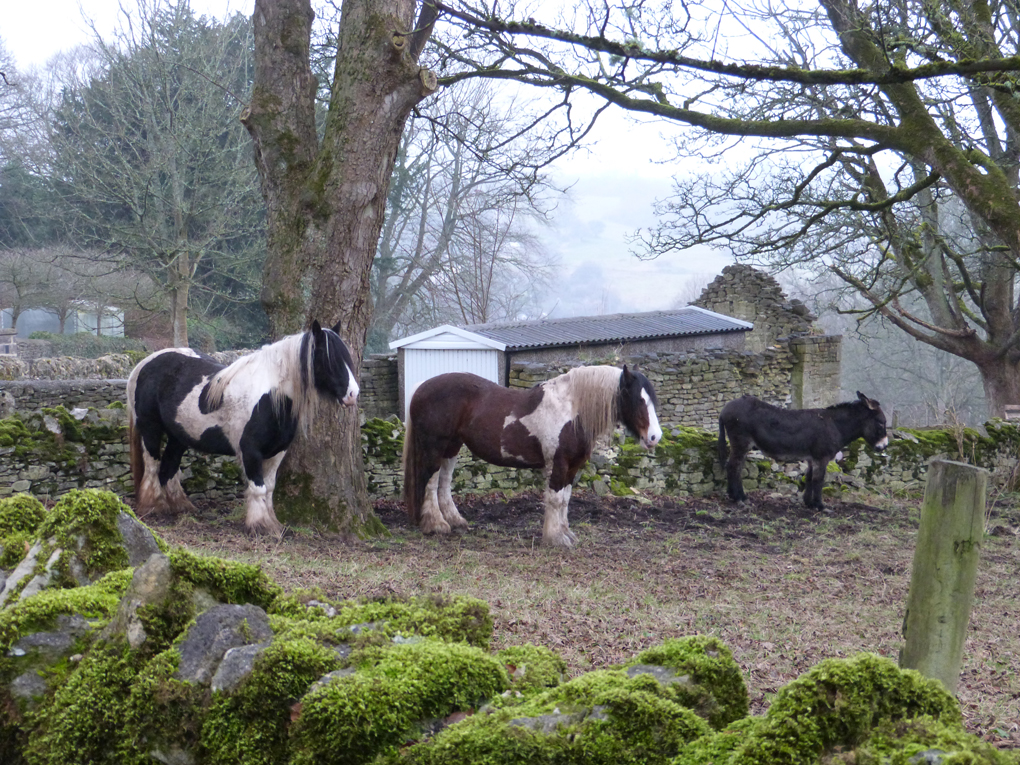 One grey drizzly February morning, two horses and a donkey point their backs to the wind and wait for sunnier times and the grass to grow.