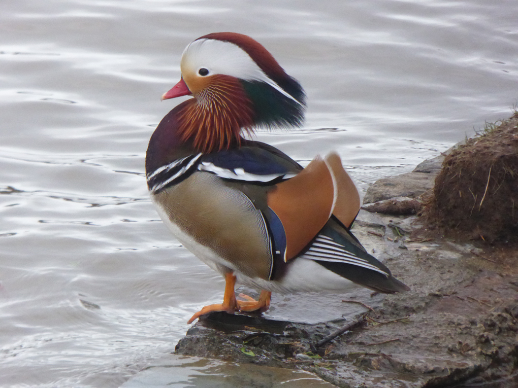 Male Mandarin Duck at Bude Canal
