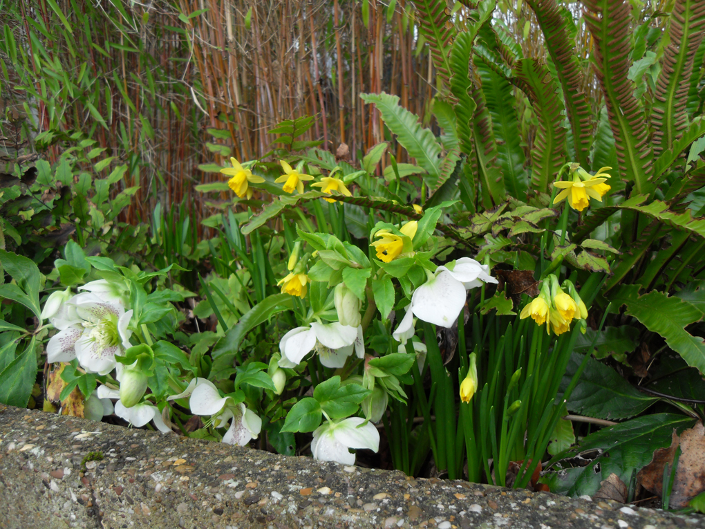 hellebores and small daffodils in bloom among some ferns