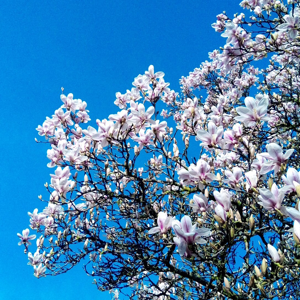 A beautiful magnolia tree.