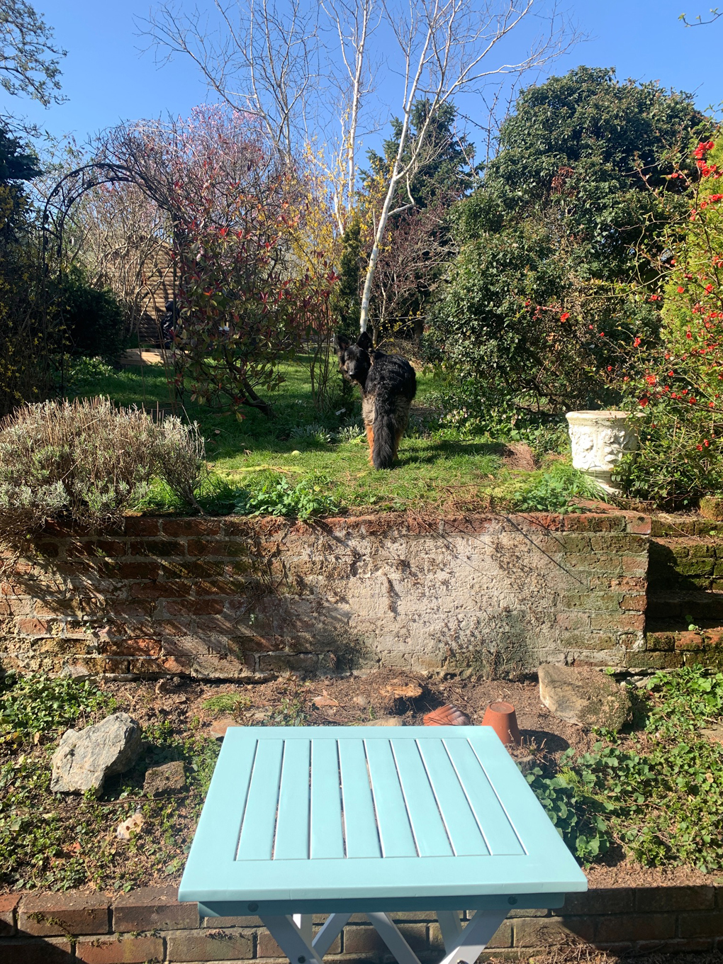 Dog looking back in a garden