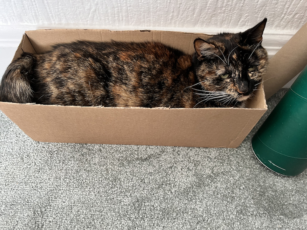 Tortoiseshell cat squeezed into a cardboard box