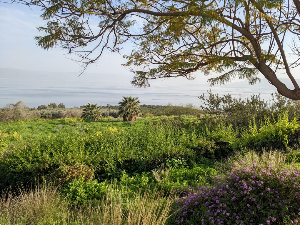 plants and flowers overlooking the sea of Galilee lake