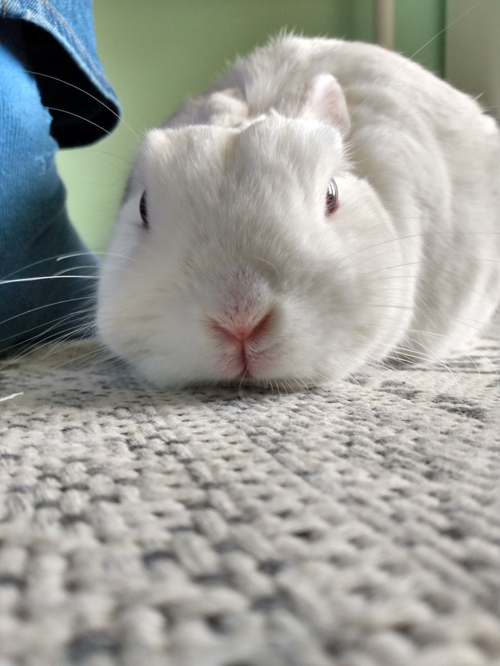 A white rabbit laid out, nose first and flat as she can manage.