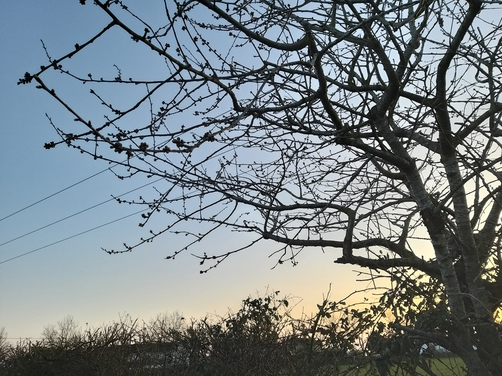 Buds on a tree against a dusky sky