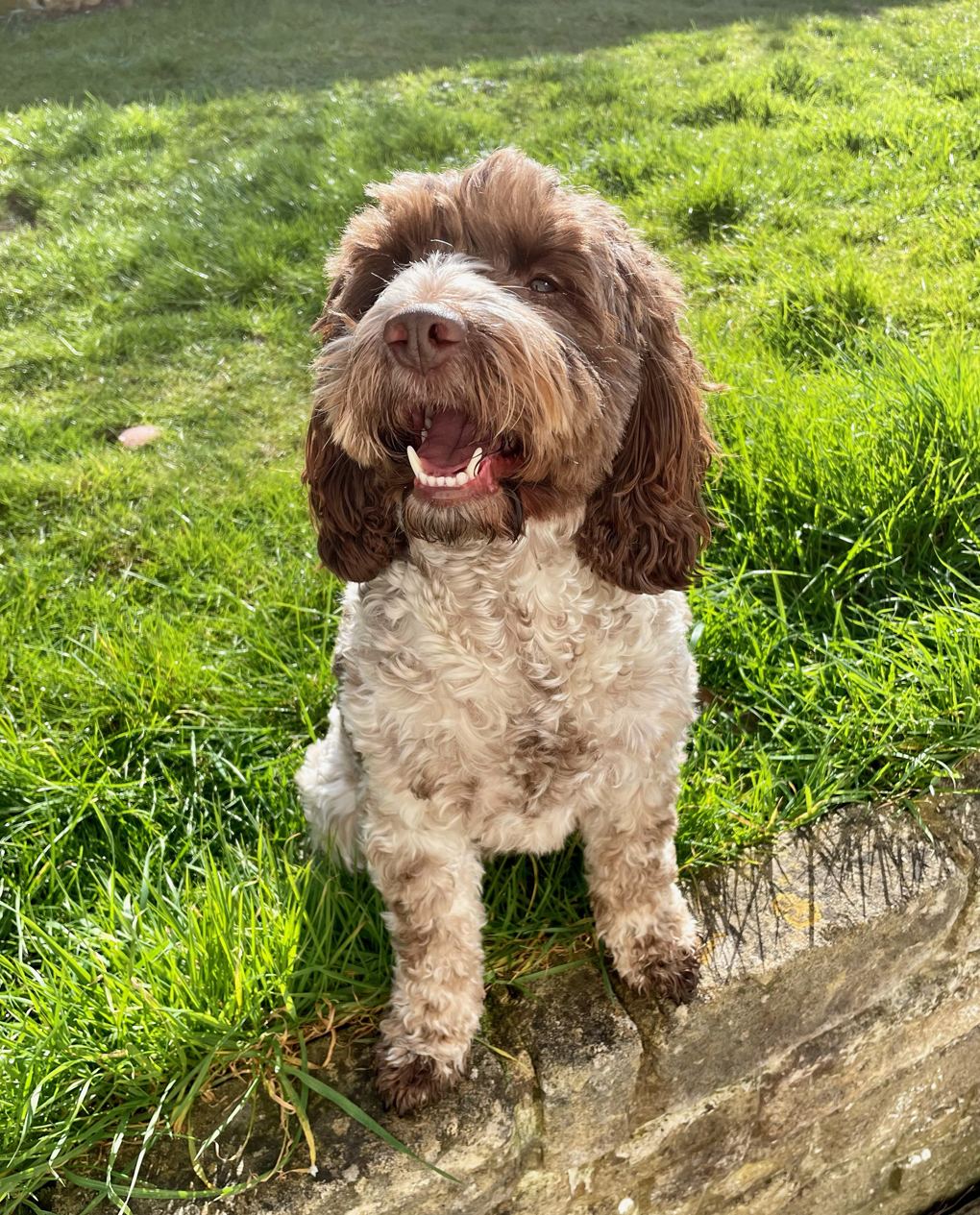 Brown and white fluffy dog in the sun