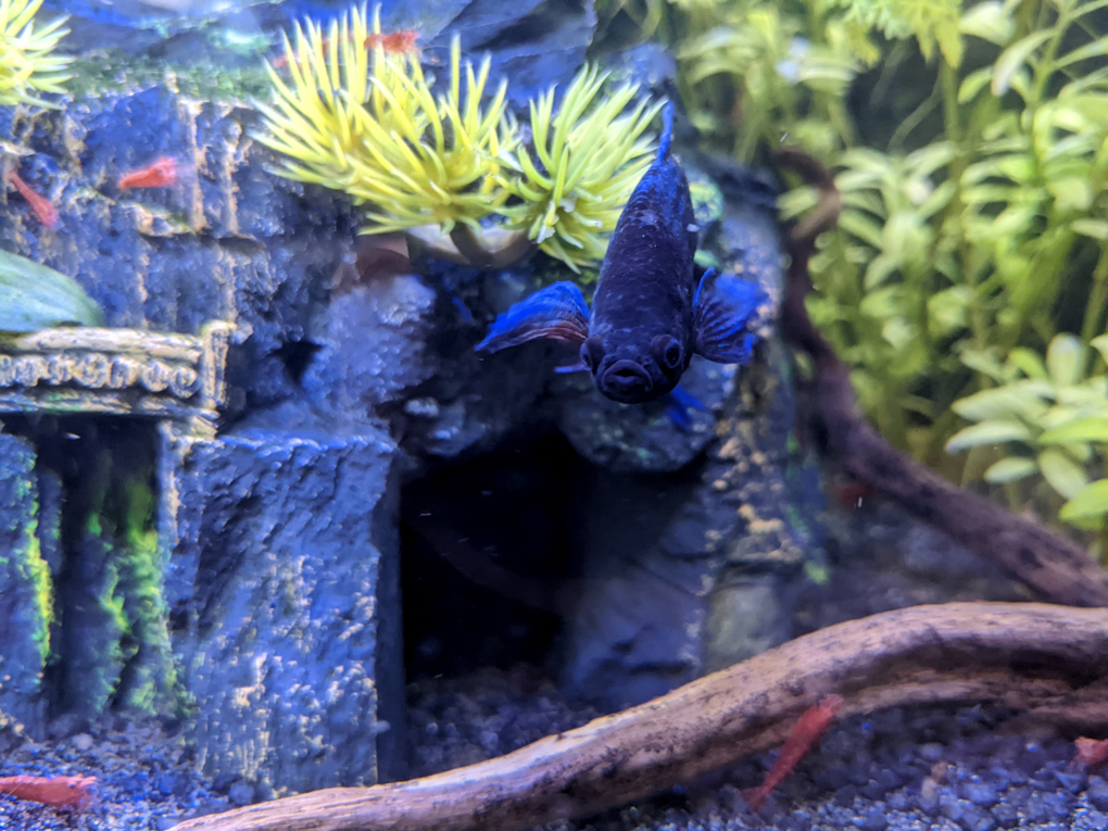 A close-up of a blue 