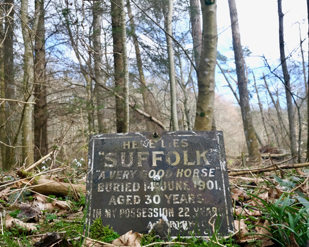 In woodland an old metal plaque at ground level reads, 