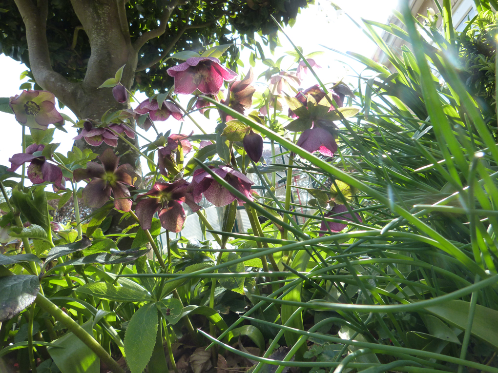 I tried to capture an image of the hellebores from ground level, but the chives chipped in, and the bay tree wasn't moving. An interesting way to display hellebores is to float the flowers on the surface of a bowl of water.