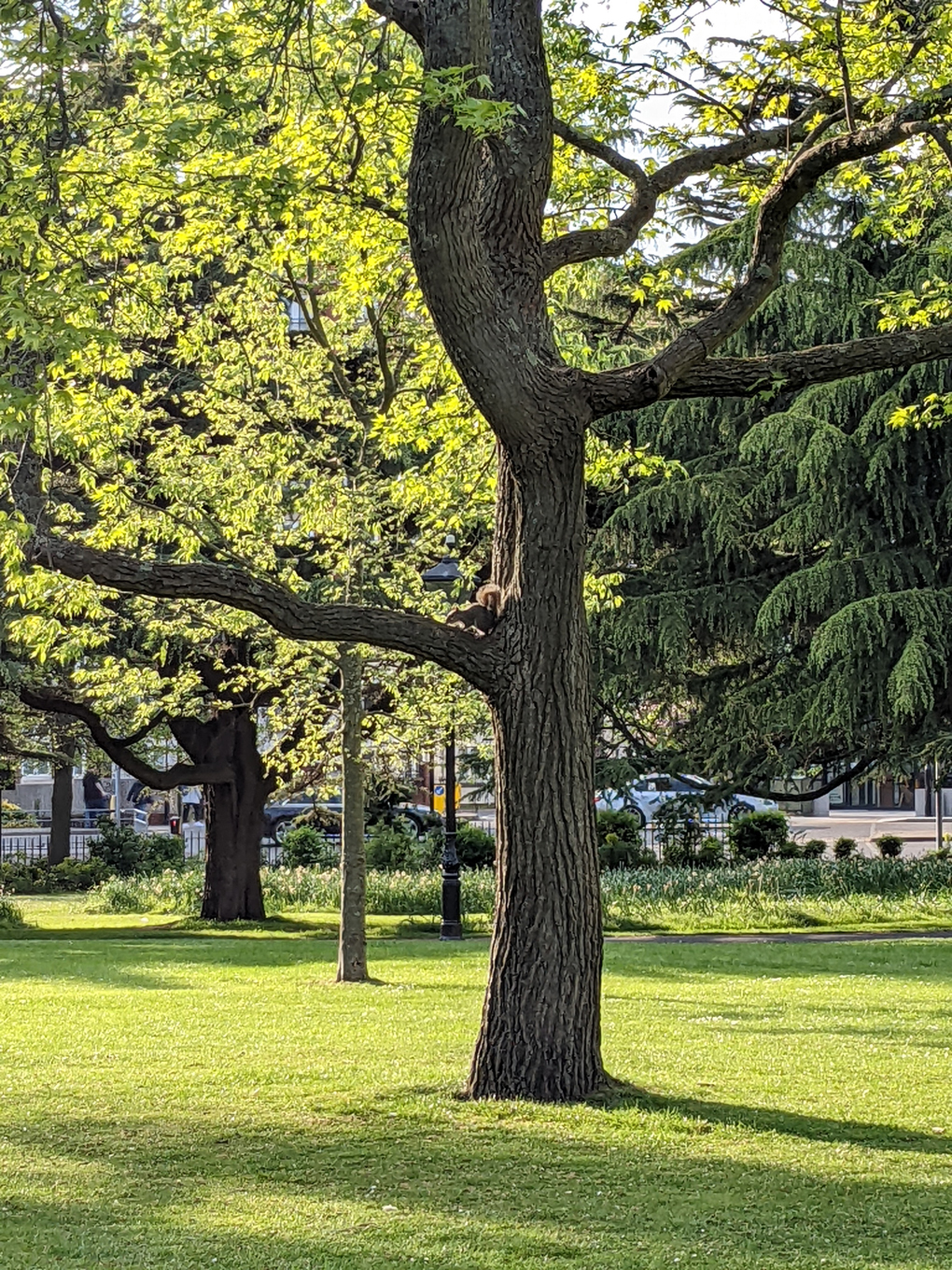 A squirrel up a tree.