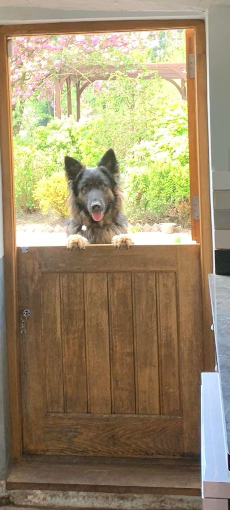 Dog poking head over a stable door