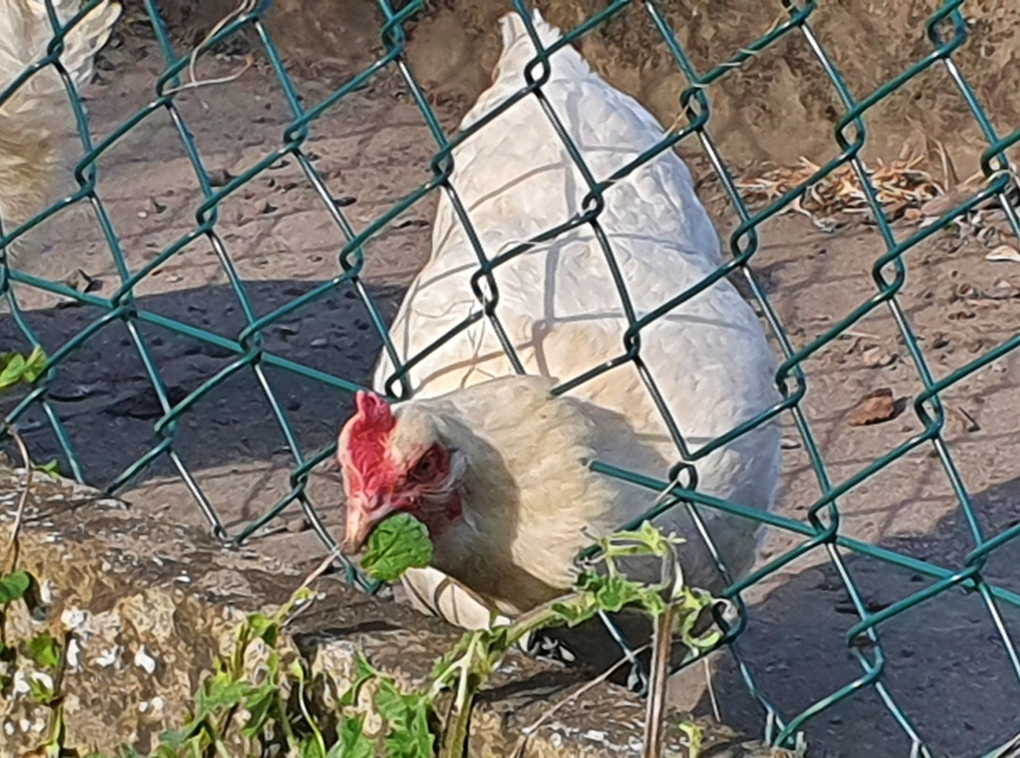A white chicken pokes her head through a wire fence to eat the weeds on the other side