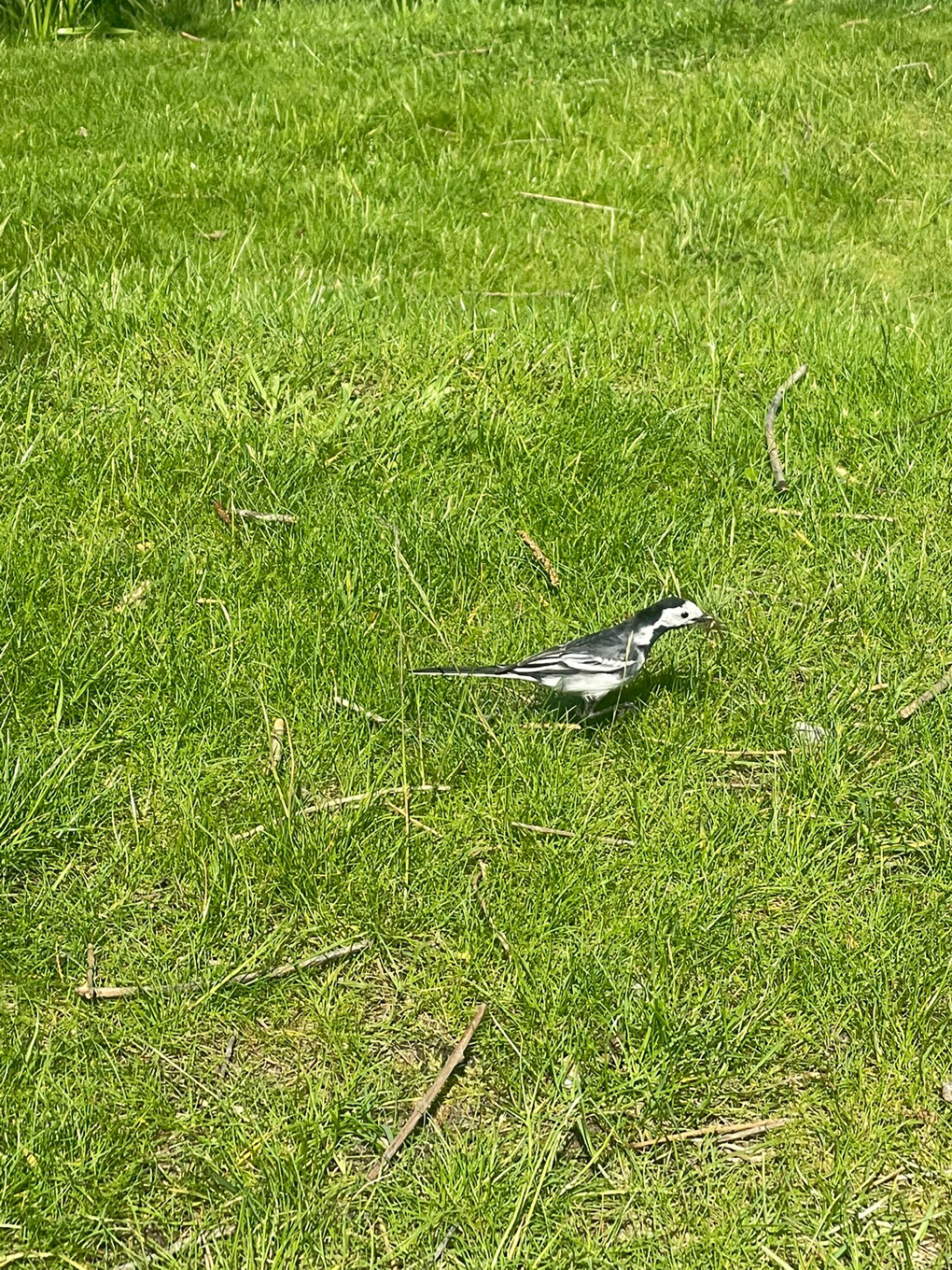 pied wagtail on a lawn