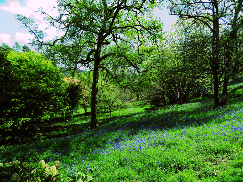 We see bluebells framed by trees at Winkworth Arboretum