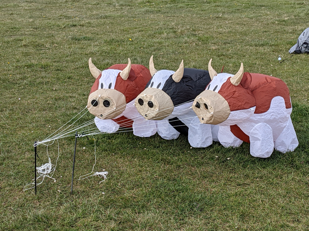 Three inflatable cows at a kite flyers rally.