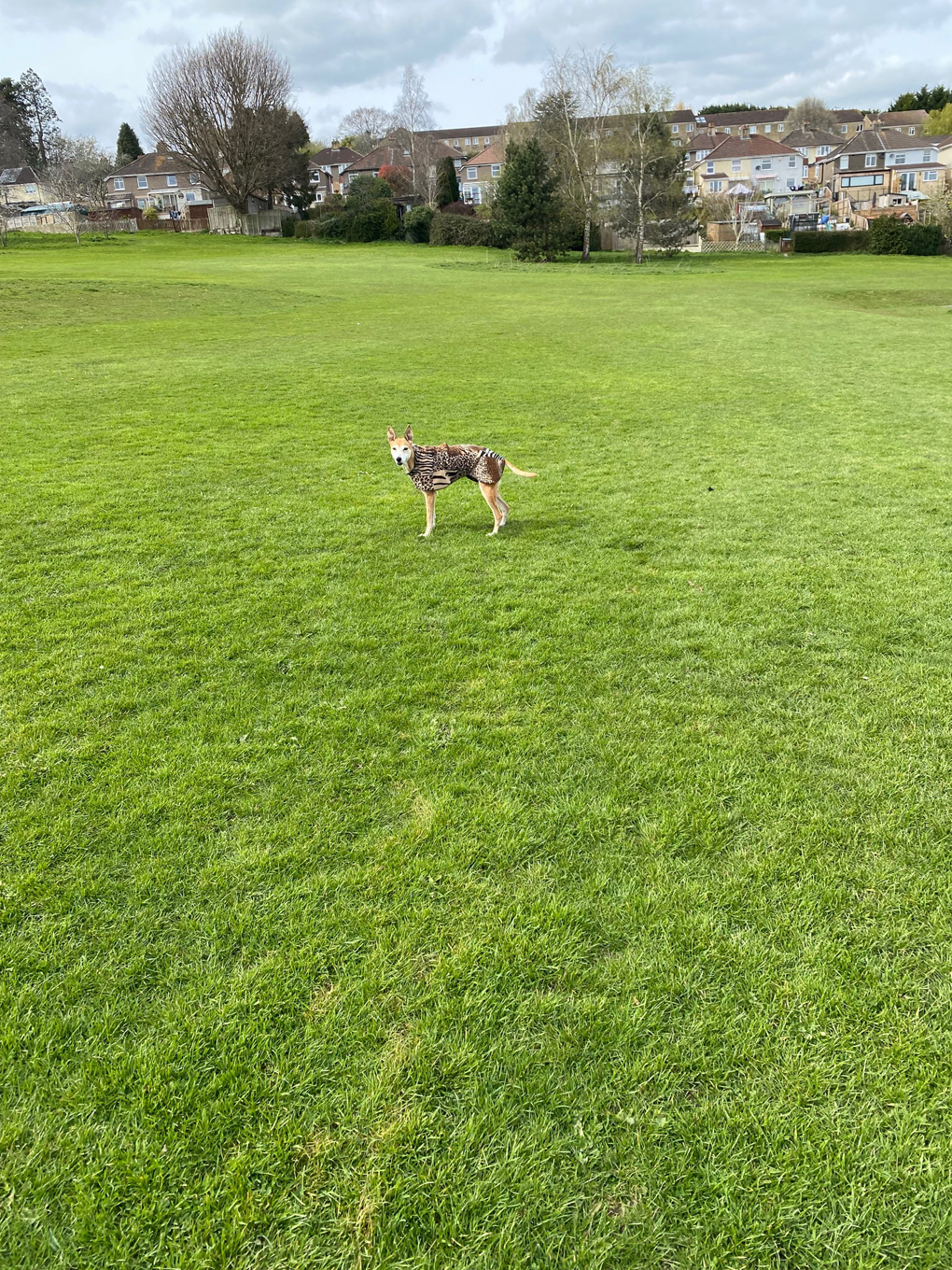 A dog in a patterned coat standing in the middle of a green, grassy field