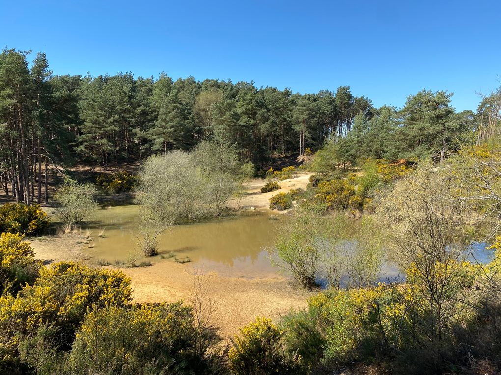 An arid-looking hilly landscape with pine trees, gorse and a small lake