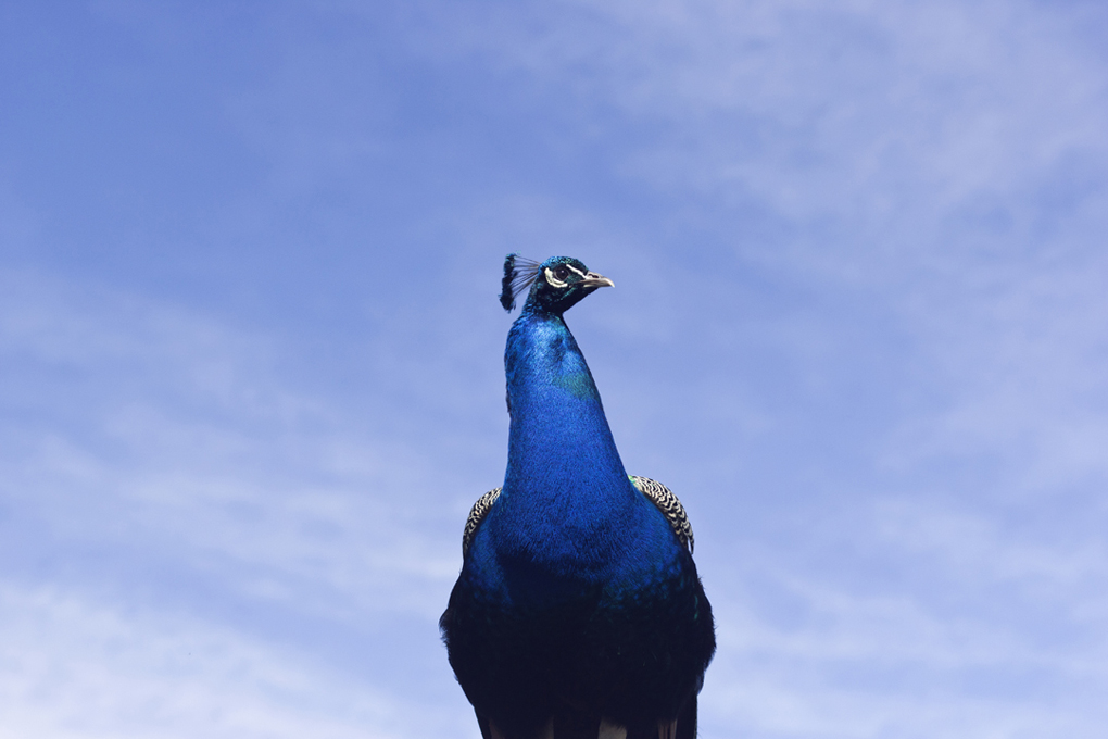 Male peacock against a bright blue sky.