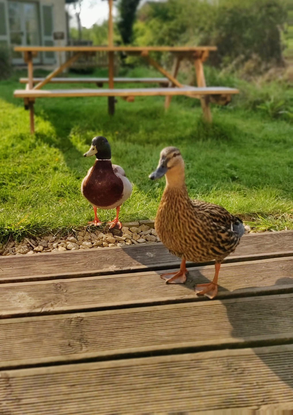 Two ducks on a decking in the sun, waiting for food.