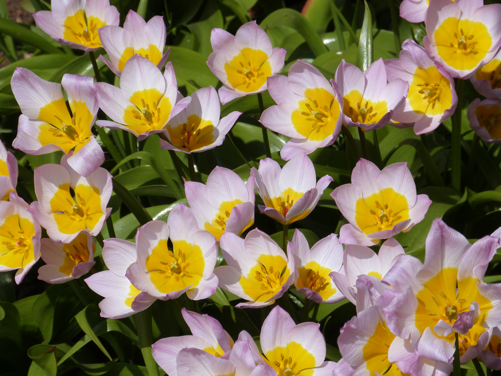 A jolly array of species tulips with pink petals around a yellow centre, which seem to enjoy naturalising.