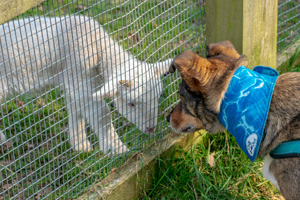 Pauly the dog is nose to nose with a little lamb with a wire fence separating them