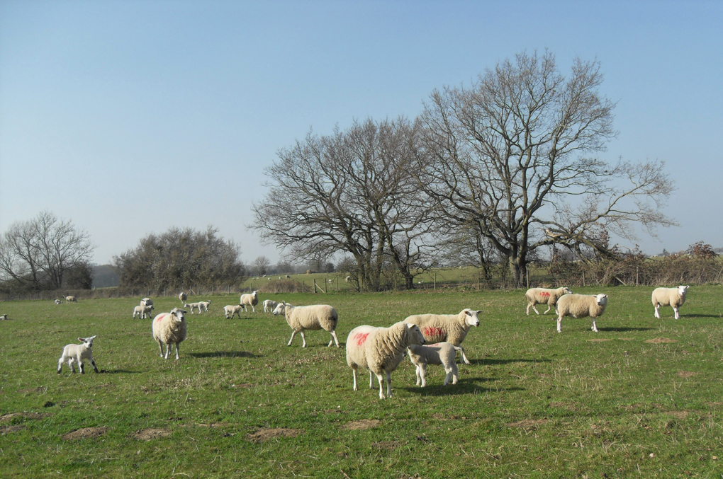 A field of sheep with young lambs at foot.