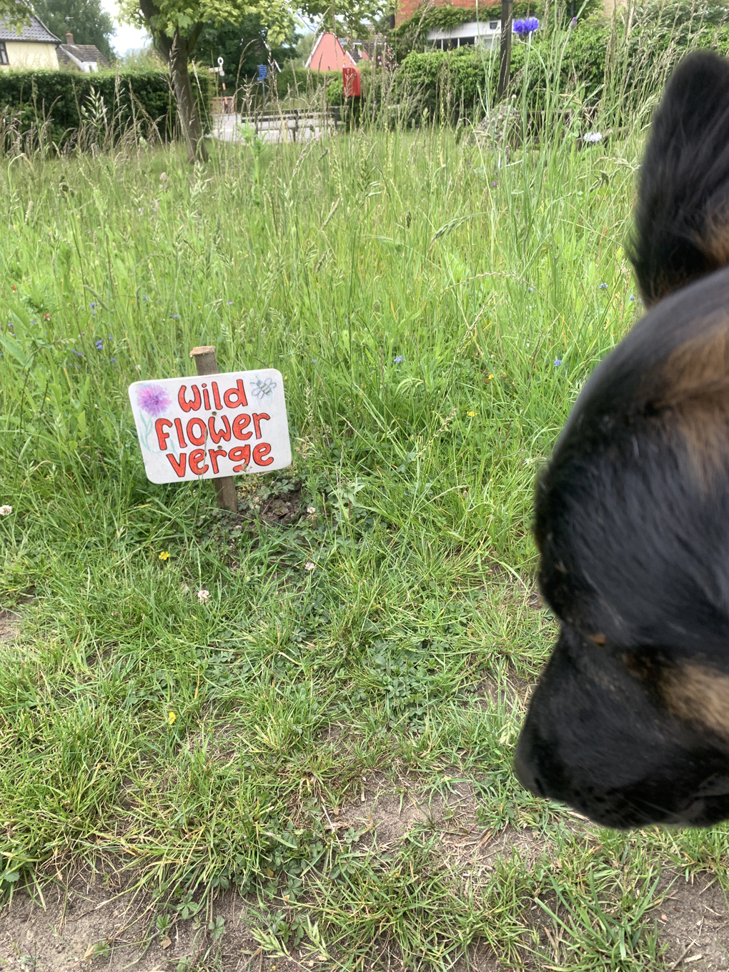 Dog and wild flower verge with sign.