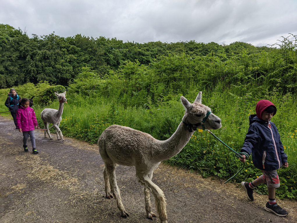 Alpaca walking on a rainy afternoon in Sidbury, Devon at Bearhouse Alpacas