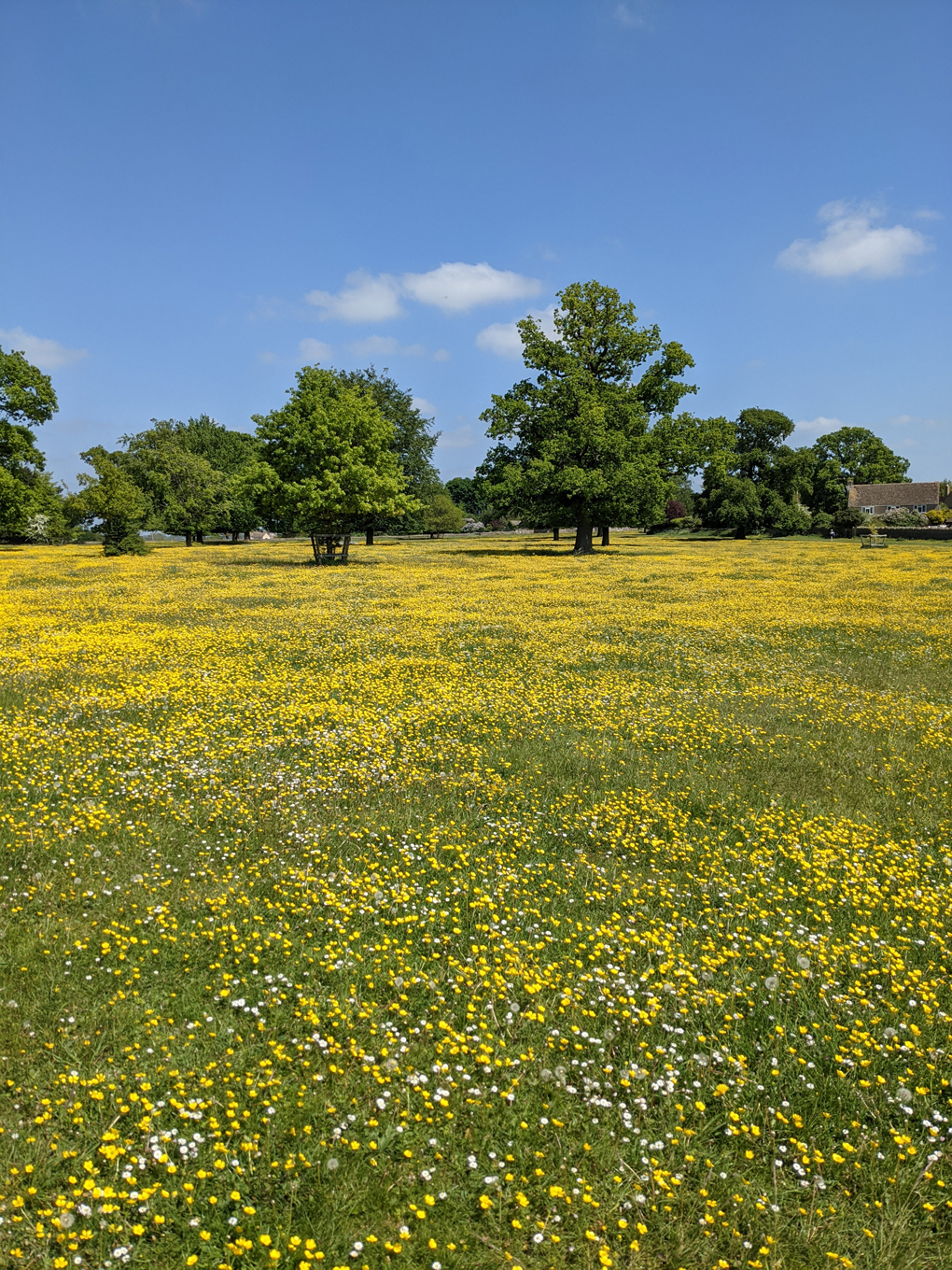 A view of common land carpeted with yellow buttercups.