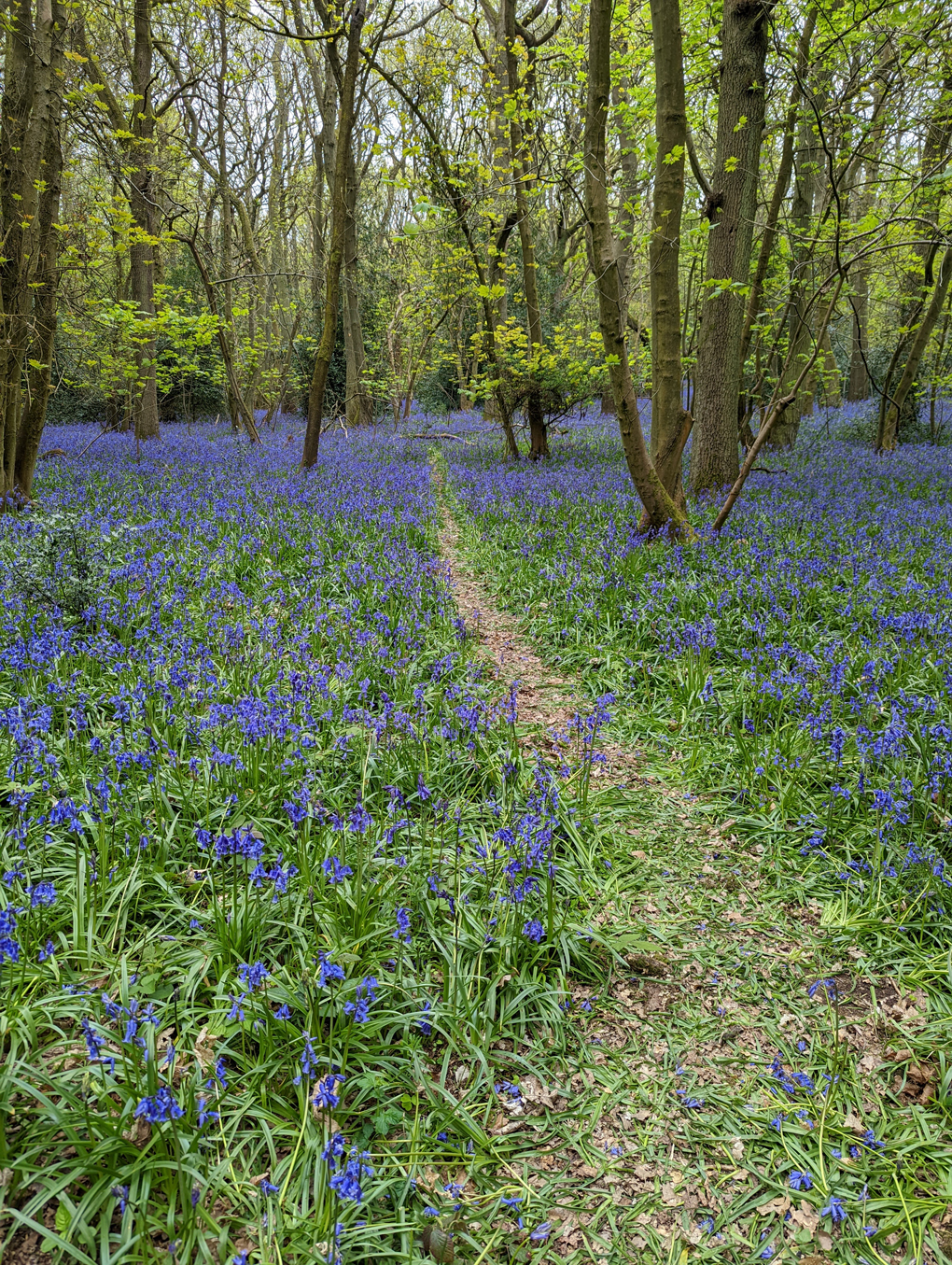 Bluebells