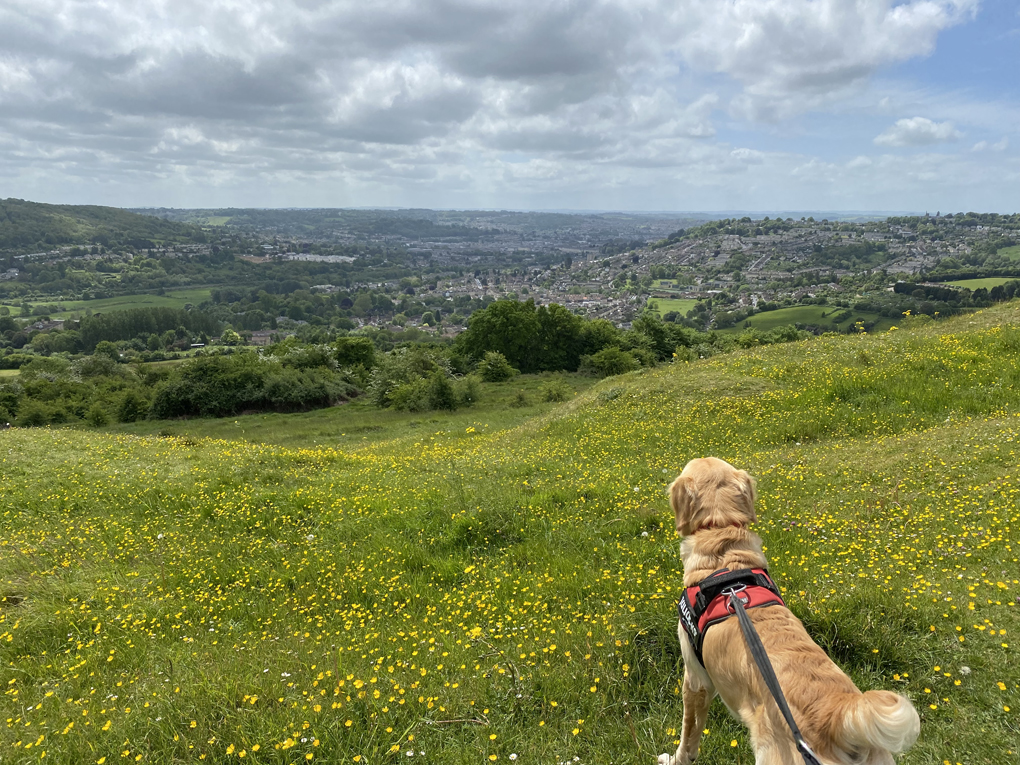 A golden retriever in a harness looks down at the city of Bath from the top of a very high hill. There are wildflowers in the foreground and more hills in the background.