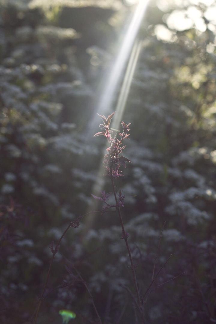 Ray of sunlight streaming onto a branch of red leaves.